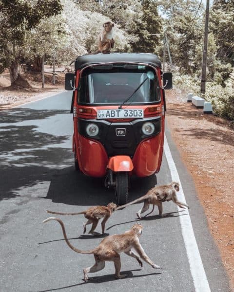 La location de tuk tuk parfaite