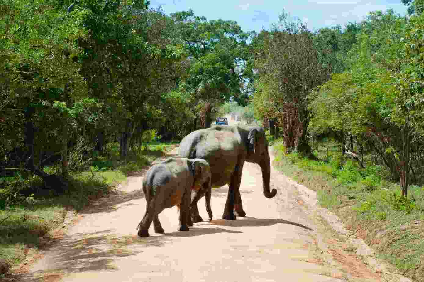 6 nejlepších Srí Lanka Safari Tours