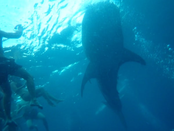 Por qué elegí nadar con tiburones de ballenas en Oslob