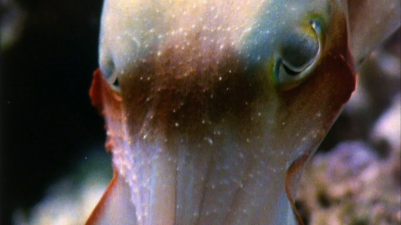 Jakou barvu je sépie?