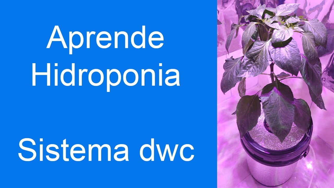 Πώς να φτιάξετε ένα σπιτικό σύστημα DWC;